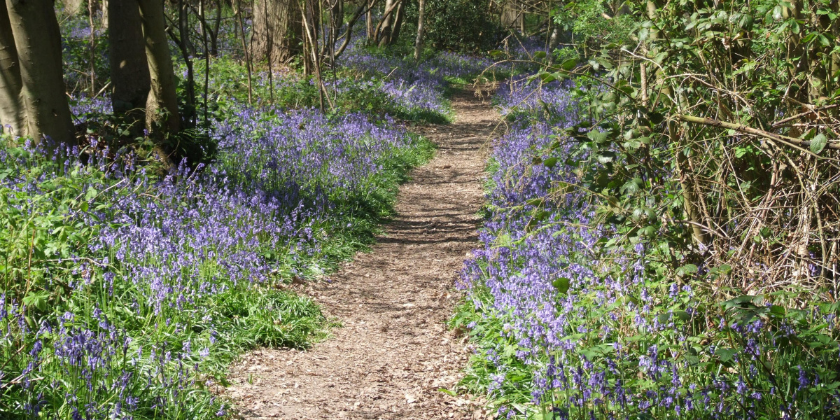Bluebells