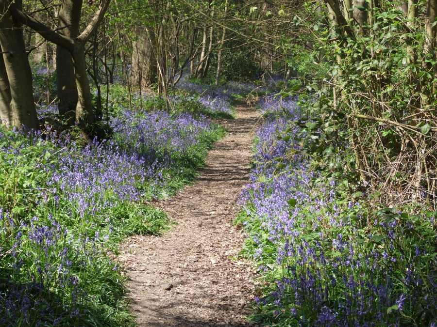 Bluebells